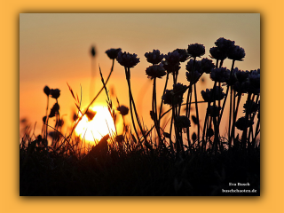 Sonnenuntergang in der Jammerbucht (4).jpg